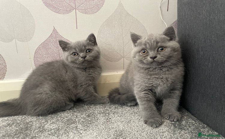 British Shorthair cats - Advert 13