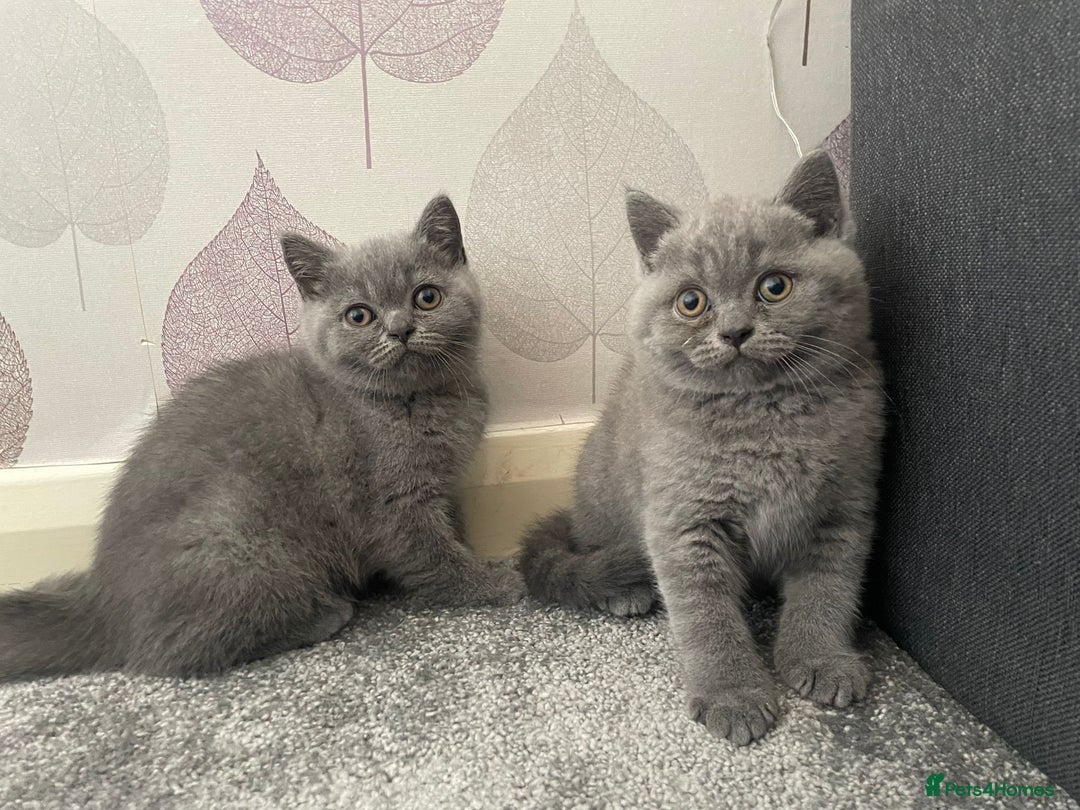 British Shorthair cats for sale: 2 adorable British shorthair kittens  - Image 1
