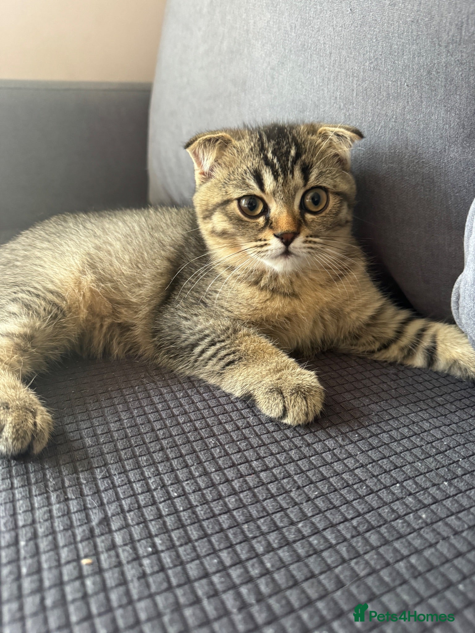 Scottish Fold cats Scottish Fold Girl Kitten - Advert 3