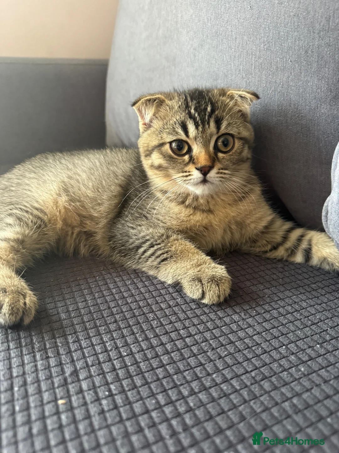 Scottish Fold cats for sale: Scottish Fold Girl Kitten - Advert 1