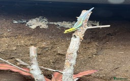Frog reptiles for sale: Mantella Dart Frogs and Geckos - Image 4