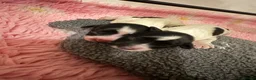English Springer Spaniel dogs for sale: KC Registered Spring Spaniels - Advert 17