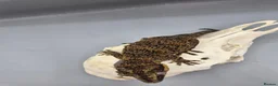 Gecko reptiles for sale: Proven breeder Orange blotch gargoyle gecko  - Advert 9