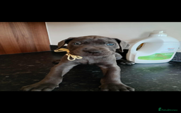 Mixed Breed dogs for sale: Great dane X Cane corso  - Image 11