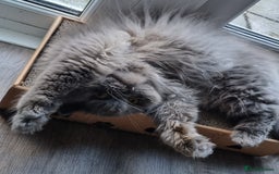 Persian cats for sale: Beautiful blue persian babies - Image 6