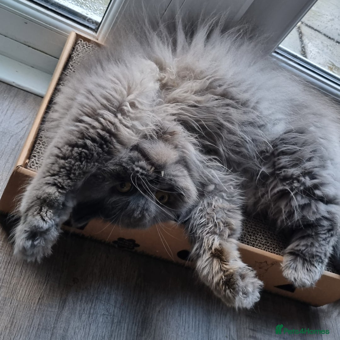 Persian cats for sale: Beautiful blue persian babies - Image 6