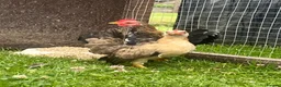 Chickens poultry for sale: High Quality Serama Bantam - Advert 9