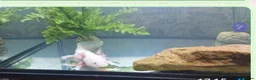 Other/Mixed Breed fish for sale: Axalotl  - Advert 3