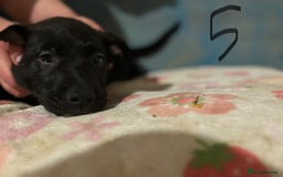 Mixed Breed dogs for sale: 8 week old German shepherd/ Labrador cross pups   - Image 14