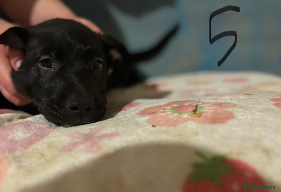 Mixed Breed dogs for sale: 8 week old German shepherd/ Labrador cross pups   - Image 14