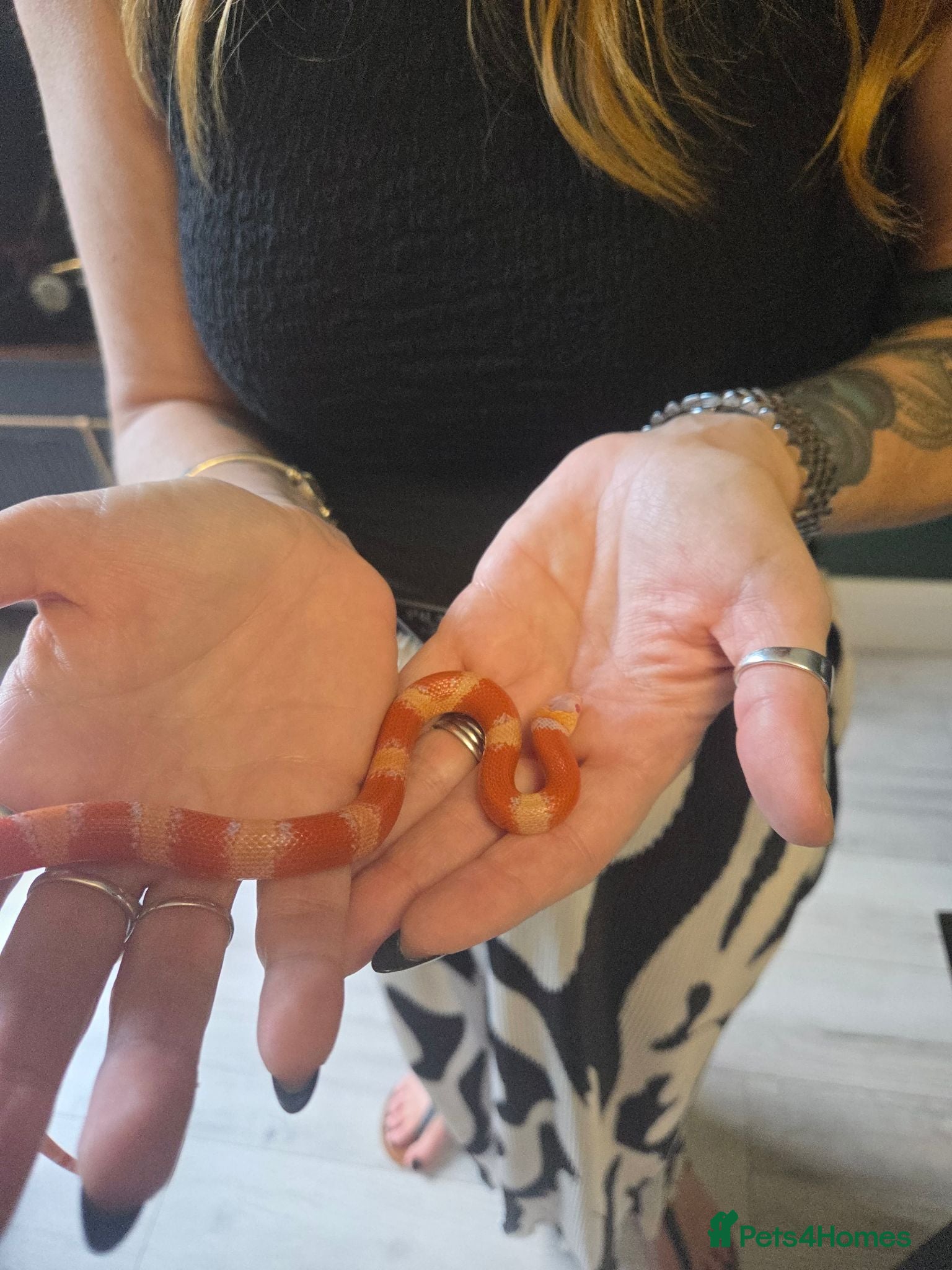 Milk Snake reptiles Milk snake with enclosure  - Advert 4