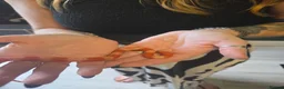 Milk Snake reptiles for sale: Milk snake with enclosure  - Advert 1