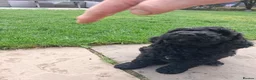 Cockapoo dogs for sale: F2 Cockapoo **1 Male left** - Advert 15
