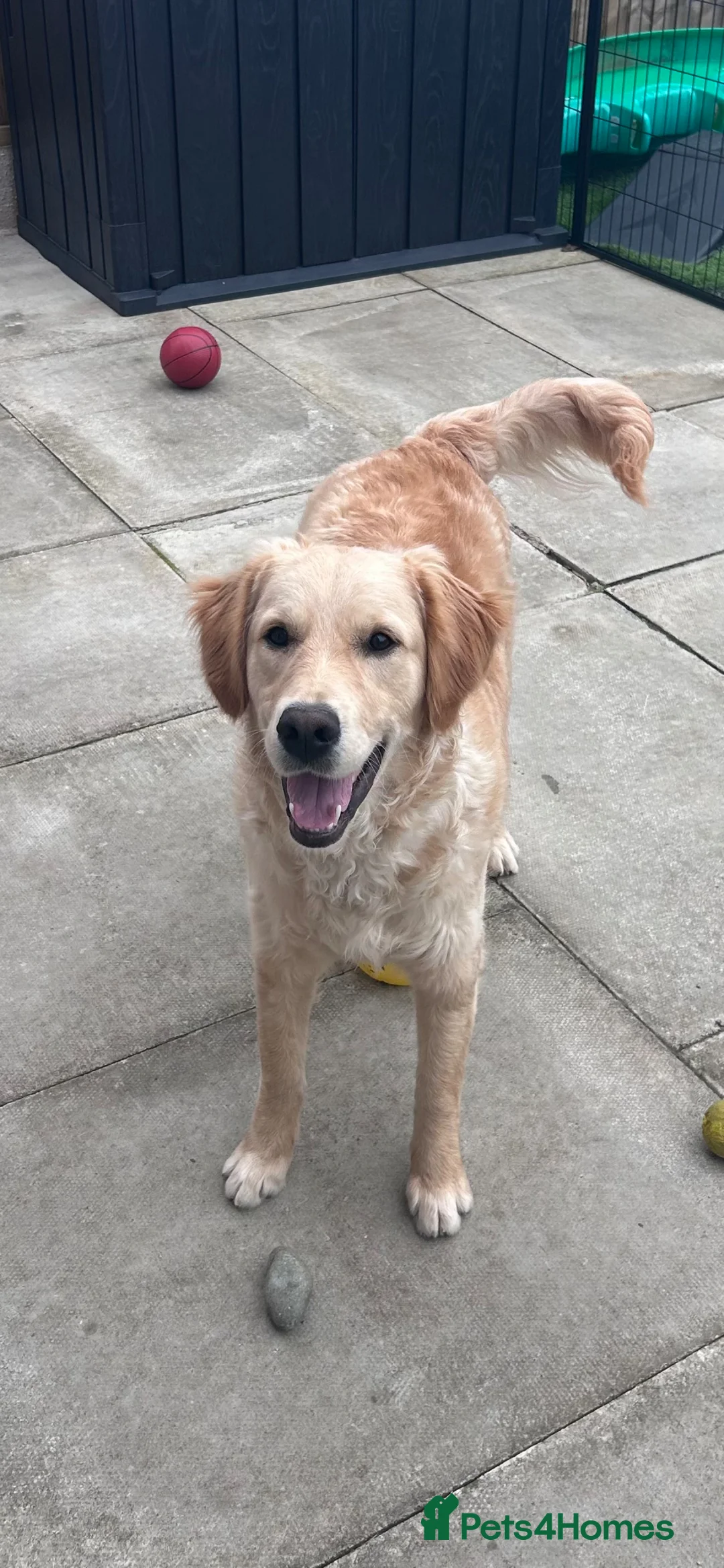 Golden Retriever dogs for sale: 8 month old golden retriever  in Oldham - Advert 1