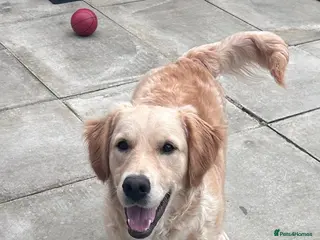 Golden Retriever dogs 8 month old golden retriever - Advert 2