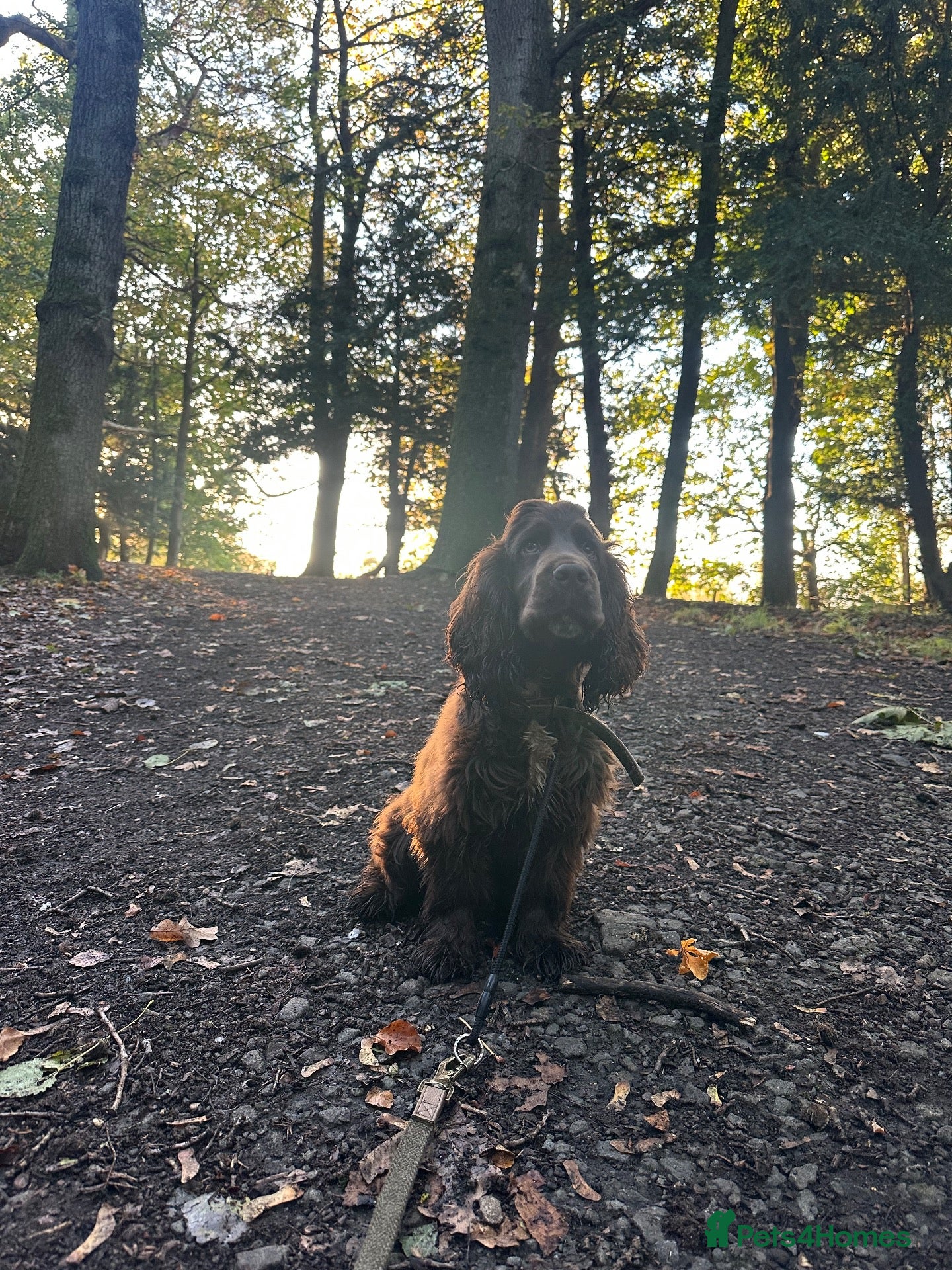 Cocker Spaniel dogs for sale: Make chocolate cocker spaniel  - Advert 1