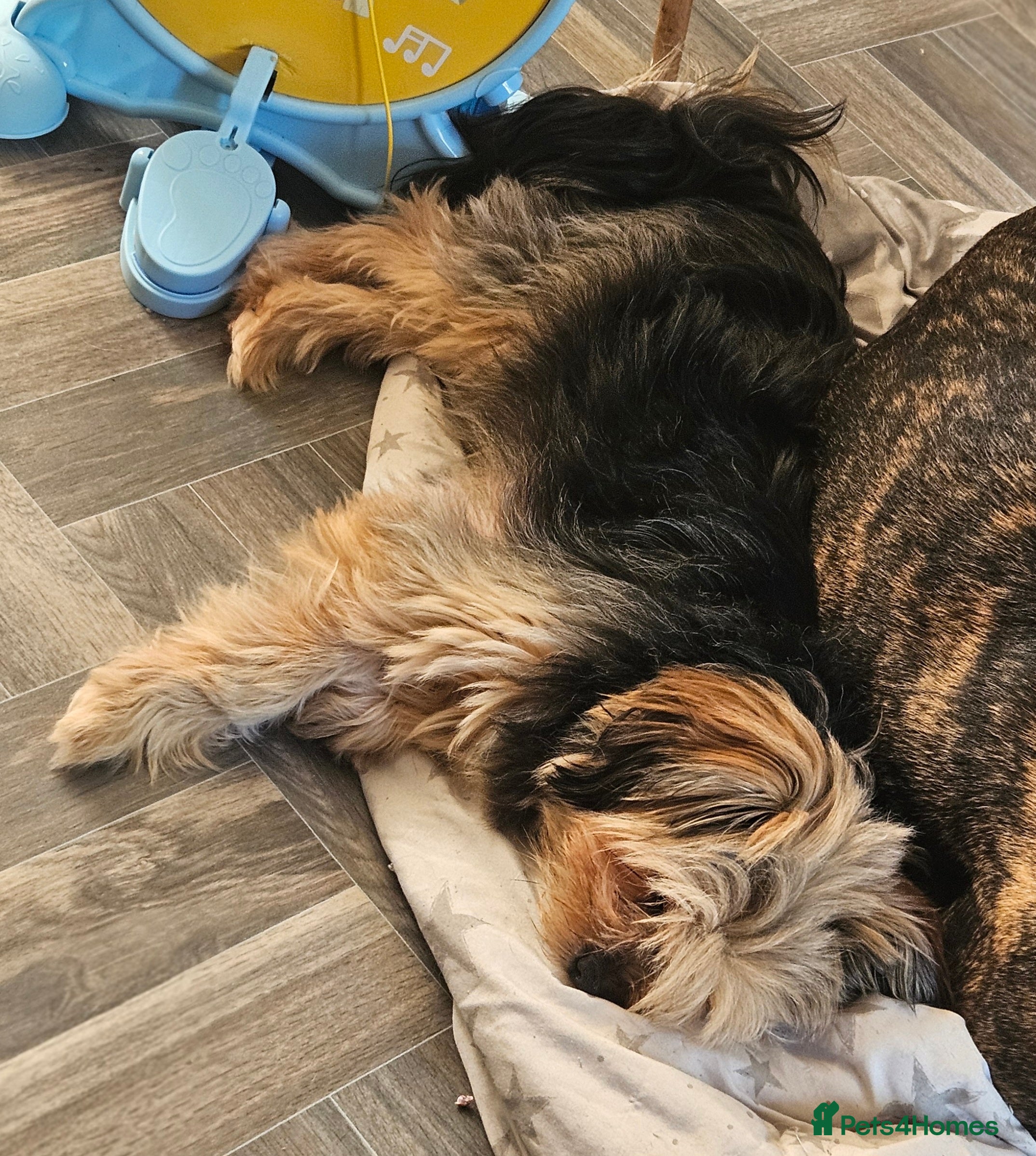 Mixed Breed dogs Shihpoo x Pomeranian girl available - Advert 10