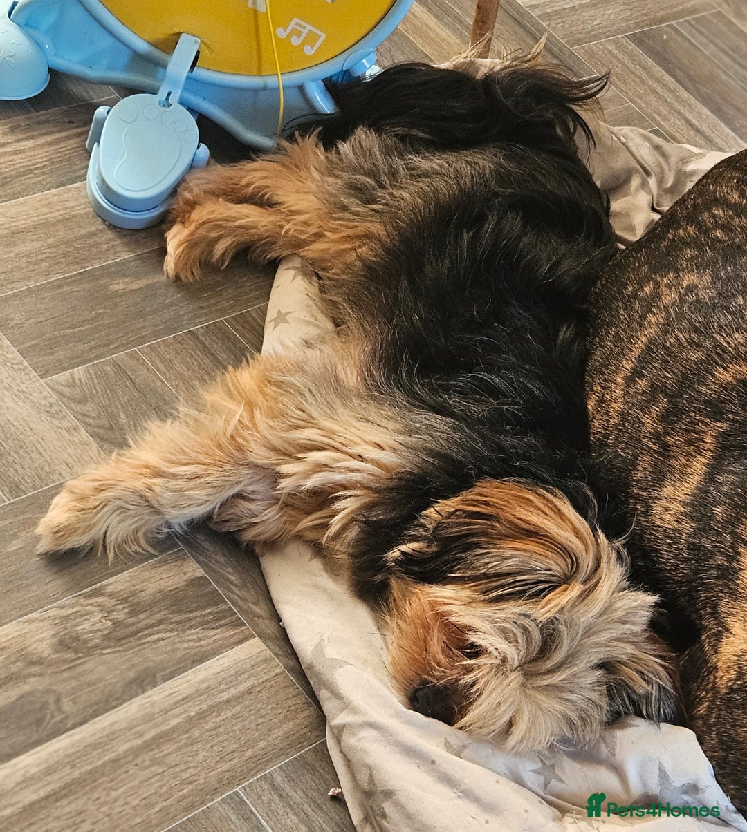 Mixed Breed dogs for sale: Shihpoo x Pomeranian girl available - Advert 1