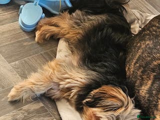 Mixed Breed dogs Shihpoo x Pomeranian girl available - Advert 1