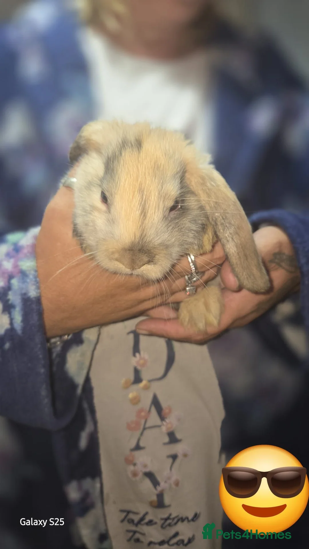 Lionhead rabbits for sale: Rabbits  in Dudley - Advert 1