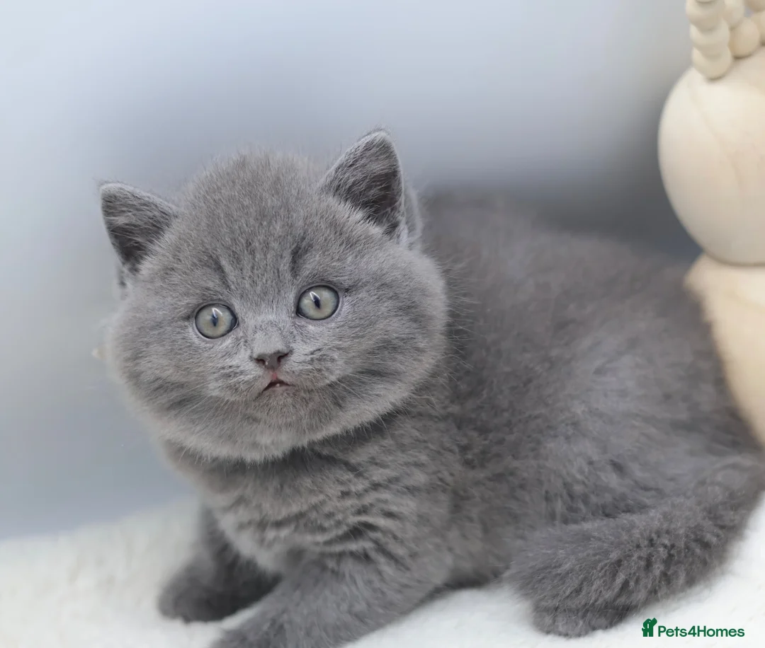 British Shorthair cats for sale: PEDIGREE REGISTERED CHUNKY BRITISH SHORTHAIRS - Advert 2