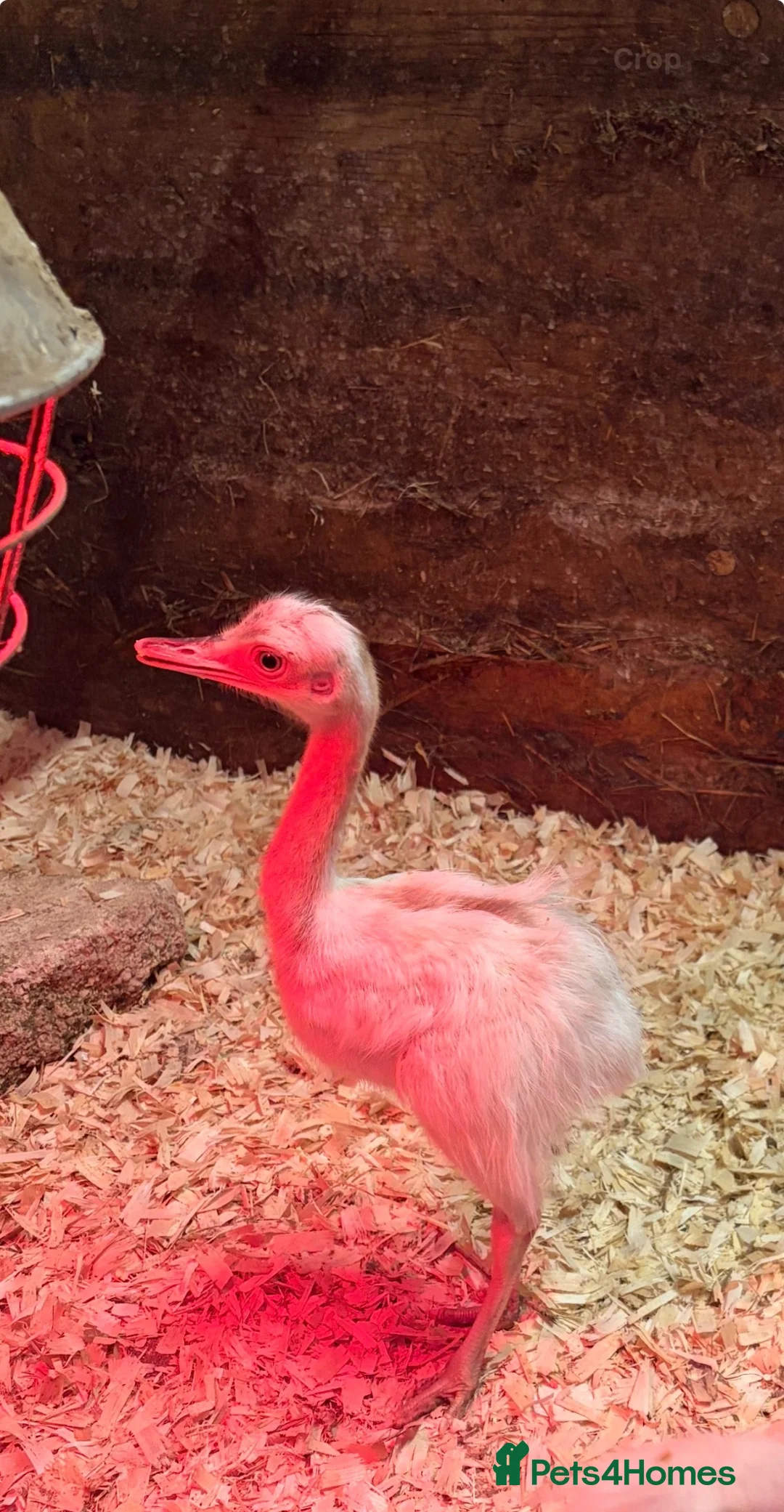 Emus poultry for sale: White Rhea chicks in Keighley - Advert 2