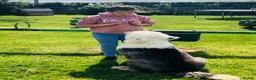 Old English Sheepdog dogs for sale: Old English sheep dog puppies  - Advert 2