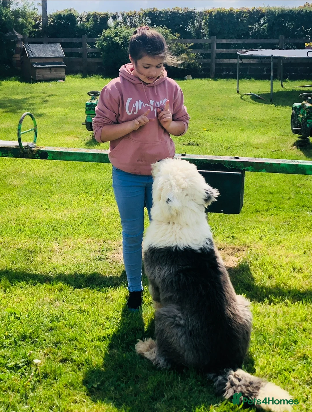 Old English Sheepdog dogs for sale: Old English sheep dog puppies  - Advert 2