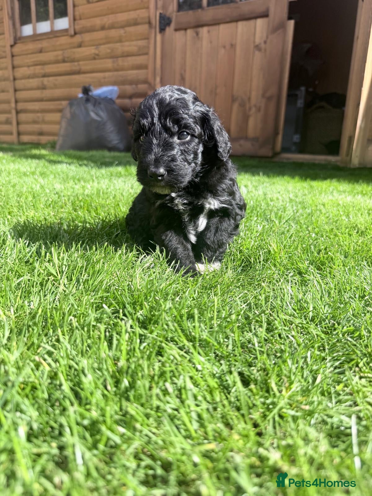 Bernedoodle dogs Beautiful Bernedoodles Puppies  - Advert 2