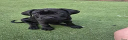 Cane Corso dogs for sale: Beautiful cane corso pups available  - Advert 7