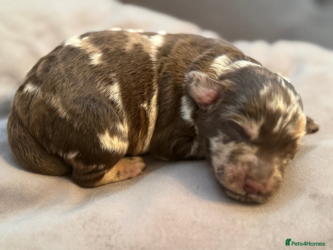 Labradoodle dogs for sale:  Rare Merle Labradoodle Puppies ready 25/10/25 - Image 21