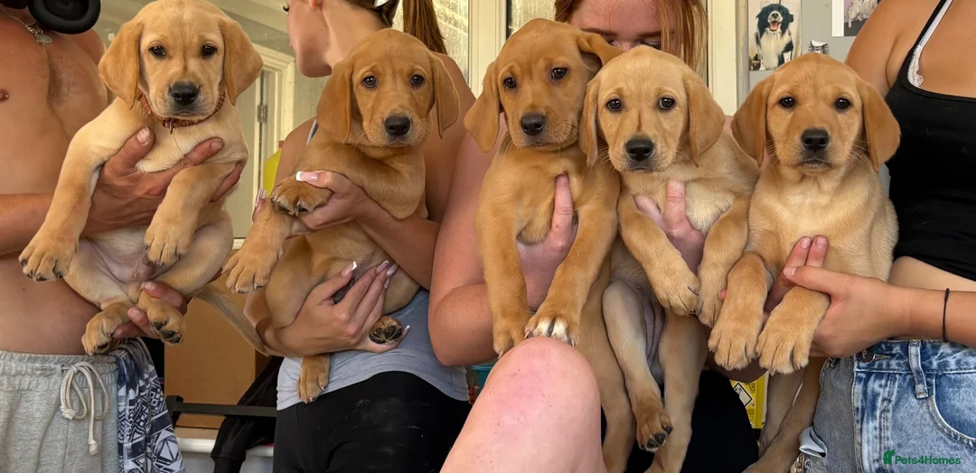 Labrador Retriever dogs for sale: Very Chunky Labradors Ready Now  - Advert 1