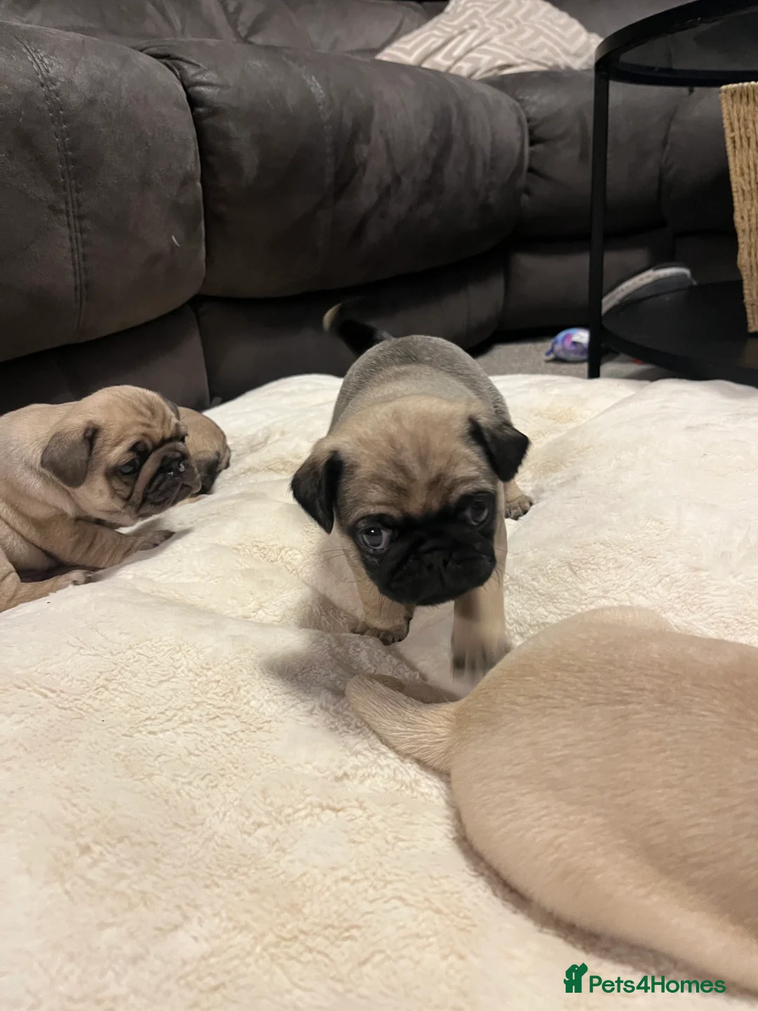 Pug dogs for sale: Top quality Pedigree pugs kc registered leeds - Advert 16
