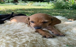 Mixed Breed dogs for sale: Italian Segugio/labrador Easter Love Affair - Image 20