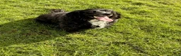 Sprocker dogs for sale: Male Sprocker in Sheffield - Advert 3