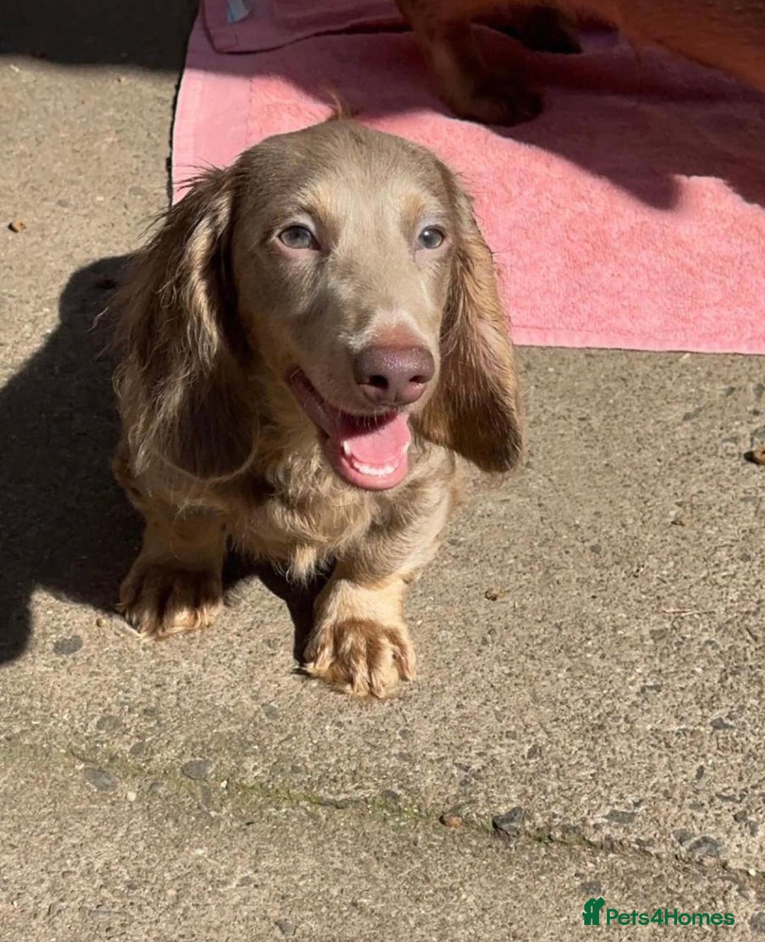 Miniature Dachshund dogs for stud: 🏆ISRI, CHAMPION STUD🏆 - Advert 1