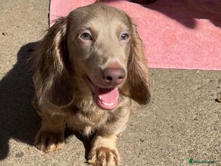 Miniature Dachshund dogs 🏆ISRI, CHAMPION STUD🏆 - Advert 2