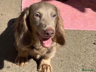 Miniature Dachshund dogs 🏆ISRI, CHAMPION STUD🏆 - Advert 20