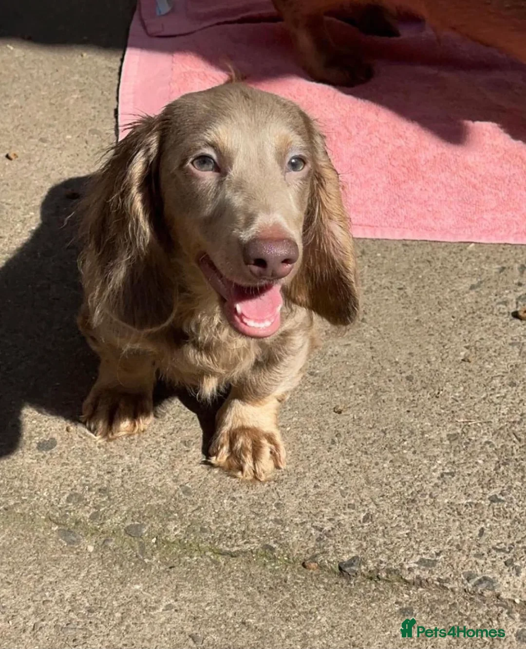 Miniature Dachshund dogs for stud: 🏆ISRI, CHAMPION STUD🏆 - Advert 1