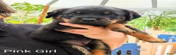 Rottweiler dogs for sale: Rottweiler Puppies - Advert 2
