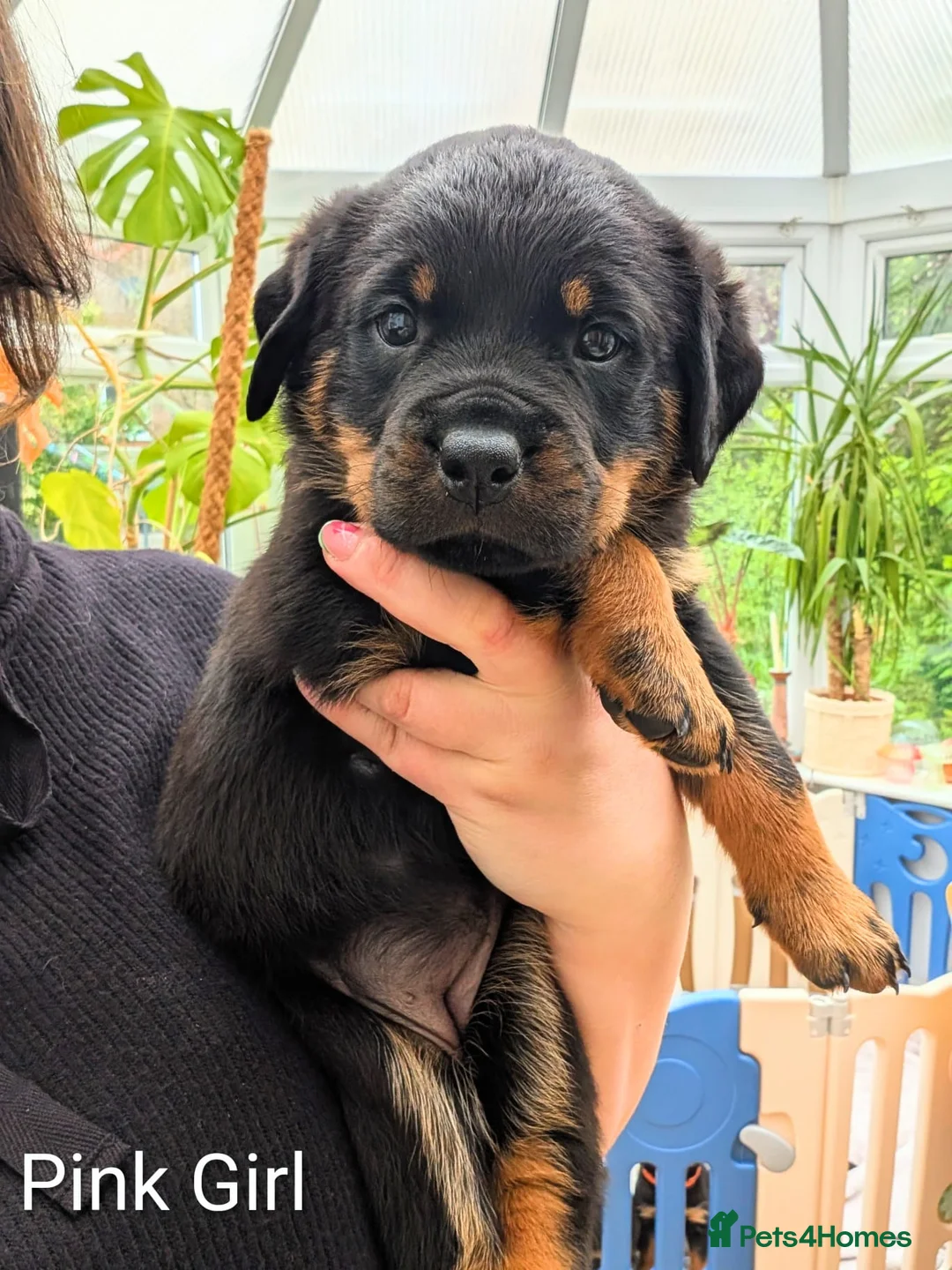 Rottweiler dogs for sale: Rottweiler Puppies - Advert 2