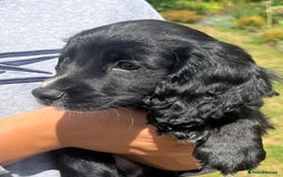 Cocker Spaniel dogs for sale: ⭐️READY TO GO!⭐️KC REG COCKER SPANIEL AGILITY FTC - Image 3