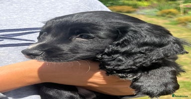 Cocker Spaniel dogs - Advert 3