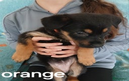 Mixed Breed dogs for sale: Shepweilers - Image 3