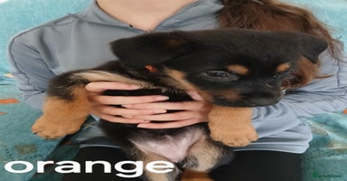 Mixed Breed dogs - Advert 14