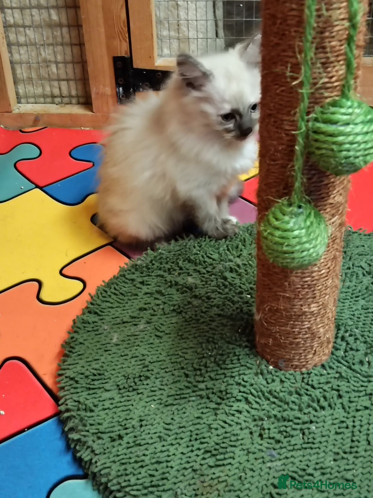 Maine Coon cats Maincoon kittens*1 LEFT* - Advert 2