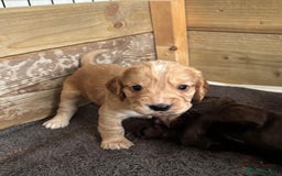 Cocker Spaniel dogs for sale: 5 Adorable working cocker spaniel pups 🐶  - Image 9