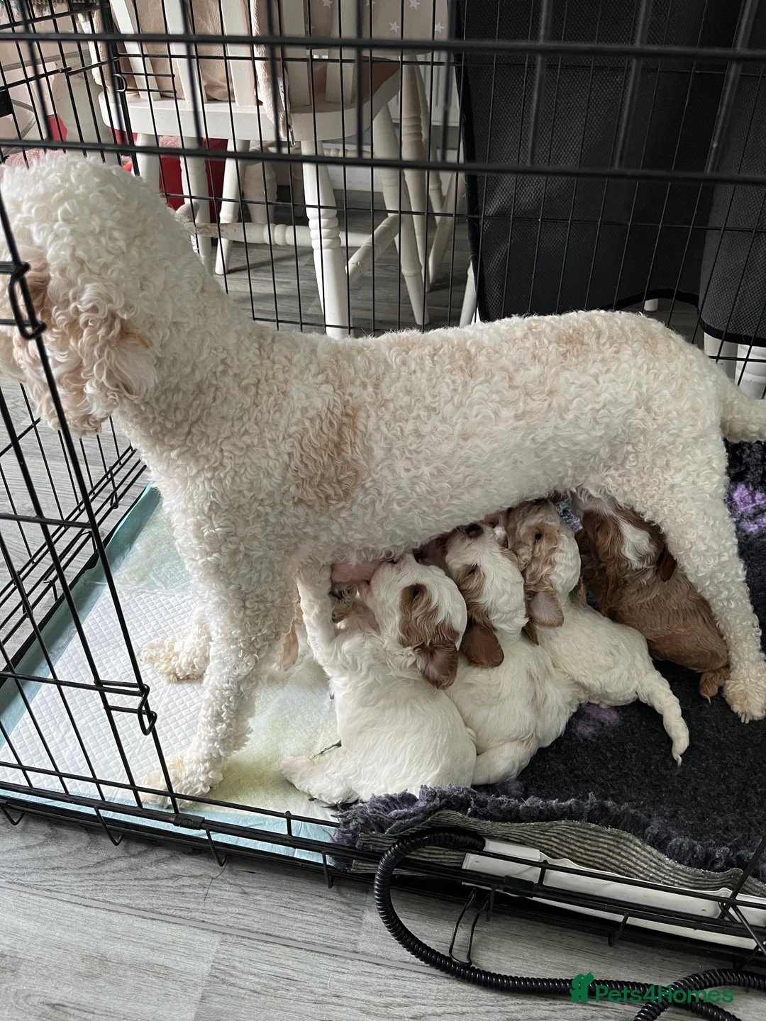 Cockapoo dogs for stud: STUD - F1 Red and white Cockapoo - Health Clear in York - Advert 10