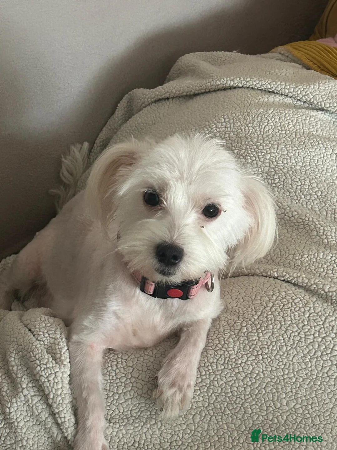Maltipoo dogs for sale: Puppies multipoo  in Leigh-on-Sea - Advert 1