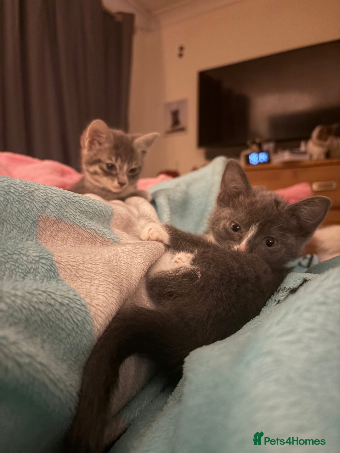 Mixed Breed cats for sale: Half ragdoll girl kittens ready now  - Image 3